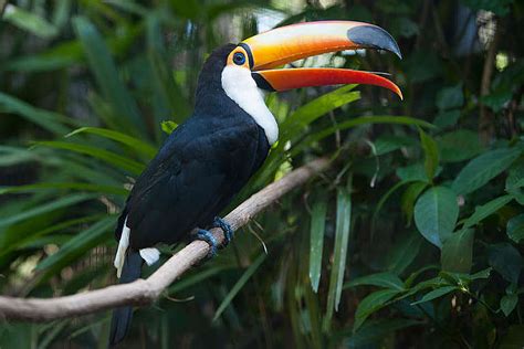 Parque das Aves: En Fjäderfänad Upplevelse i Amazonas Regnkog